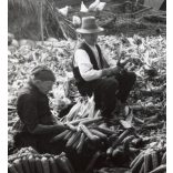 Nagyobb méret, Szendrő István fotóművészeti alkotása, kukoricafosztás a tanyán, népviselet, néprajz, udvar, 1930-as évek. Eredeti, pecséttel jelzett fotó, papírkép. Dekorációnak, ajándéknak is kiváló.