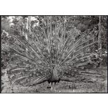 Nagyobb méret, Szendrő István fotóművészeti alkotása, páva és tollazata, állat, madár, 1930-as évek. Eredeti, pecséttel jelzett fotó, papírkép, Agfa Brovira papíron. 