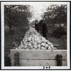   Urak a kertben, Alvinc, Erdély, almatárolás, mezőgazdaság, helytörténet, 1931., 1930-s évek, Eredeti fotó, papírkép.  