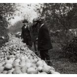 Urak a kertben, Alvinc, Erdély, almatárolás, mezőgazdaság, helytörténet, 1931., 1930-s évek, Eredeti fotó, papírkép.  