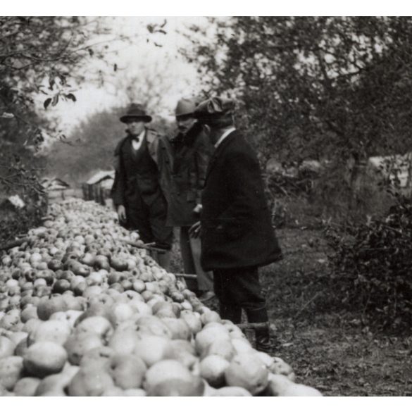 Urak a kertben, Alvinc, Erdély, almatárolás, mezőgazdaság, helytörténet, 1931., 1930-s évek, Eredeti fotó, papírkép.  