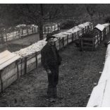 Kalapban az almatárolók között, Alvinc, Erdély, gyümölcs, alma, birtok, mezőgazdaság, helytörténet, 1931., 1930-s évek, Eredeti fotó, papírkép.   