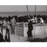 Nagyobb méret, Szendrő István fotóművészeti alkotása, lovak a gémeskút körül, Alföld, állatok, kút, 1930-as évek. Eredeti, pecséttel jelzett fotó, papírkép, Agfa Brovira papíron. 