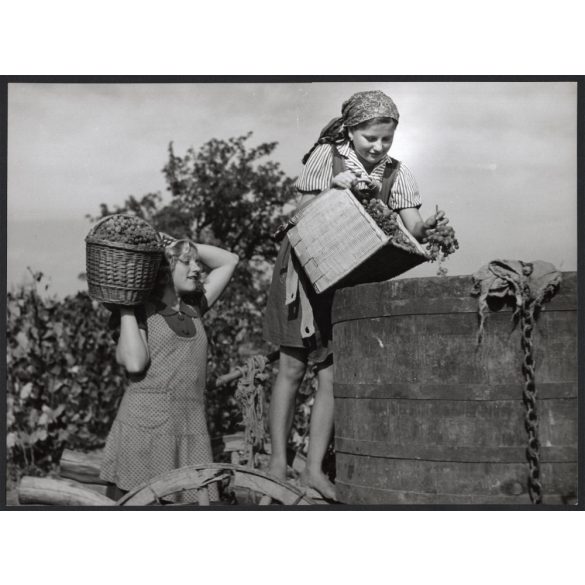 Nagyobb méret, Szendrő István fotóművészeti alkotása, lányok szüretelés közben, szőlő, kosár, kendő, 1930-as évek. Eredeti, pecséttel jelzett fotó, papírkép, Agfa Brovira papíron. 