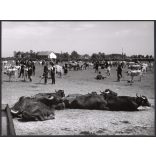 Nagyobb méret, Szendrő István fotóművészeti alkotása, állatvásár az Alföldön, állatok, szürke szarvasmarha, esemény, vásár, 1930-as évek. 