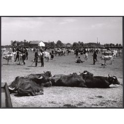   Nagyobb méret, Szendrő István fotóművészeti alkotása, állatvásár az Alföldön, állatok, szürke szarvasmarha, esemény, vásár, 1930-as évek. 