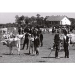 Nagyobb méret, Szendrő István fotóművészeti alkotása, állatvásár az Alföldön, állatok, szürke szarvasmarha, esemény, vásár, 1930-as évek. 