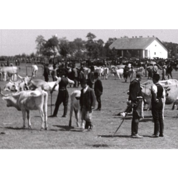 Nagyobb méret, Szendrő István fotóművészeti alkotása, állatvásár az Alföldön, állatok, szürke szarvasmarha, esemény, vásár, 1930-as évek. 
