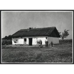   Tehénistálló parasztgazdával, tehén, borjú, gazdasági épület, mezőgazdaság, állat, falu, népviselet, paraszt, Horthy-korszak, néprajz, hagyomány, Tolna megye, 1930-as évek, Eredeti fotó, papírkép.   