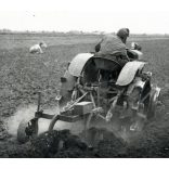Hofherr, HSCS 30-35 „körmös” traktor szántás közben tehenekkel, jármű, mezőgazdaság, kommunizmus, 1950-es évek. Eredeti fotó, Magyar Film Foto pecsétjével jelzett papírkép.