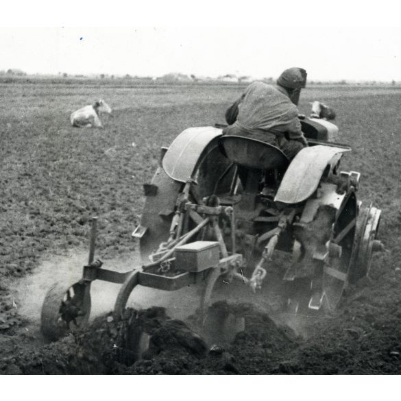 Hofherr, HSCS 30-35 „körmös” traktor szántás közben tehenekkel, jármű, mezőgazdaság, kommunizmus, 1950-es évek. Eredeti fotó, Magyar Film Foto pecsétjével jelzett papírkép.
