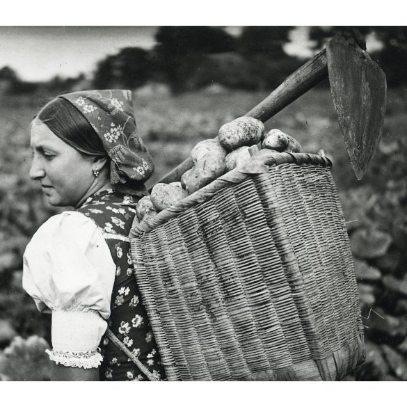 Parasztasszony kapával, háti táskával, burgonyával, mezőgazdaság, népviselet, Hont vármegye, Horthy-korszak, 1940-es évek, Eredeti fotó, papírkép.   méret megközelítőleg (centiméterben): 6 x 8 Használ