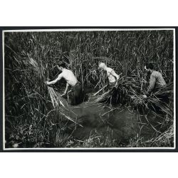   Gyékényt vágó férfiak, falu, vidék, paraszt, nád, sás, munka, mezőgazdaság, néprajz, Horthy-korszak, 1930-as évek, helytörténet, Eredeti jelzetlen fotó, papírkép.   