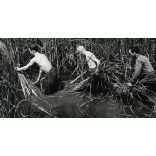 Gyékényt vágó férfiak, falu, vidék, paraszt, nád, sás, munka, mezőgazdaság, néprajz, Horthy-korszak, 1930-as évek, helytörténet, Eredeti jelzetlen fotó, papírkép.   