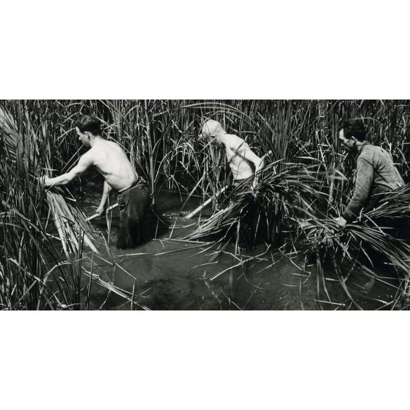Gyékényt vágó férfiak, falu, vidék, paraszt, nád, sás, munka, mezőgazdaság, néprajz, Horthy-korszak, 1930-as évek, helytörténet, Eredeti jelzetlen fotó, papírkép.   