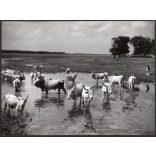 Nagyobb méret, Szendrő István fotóművészeti alkotása, szürkemarhák, szarvasmarhák a vízben, tanya, állatok, 1930-as évek. Eredeti, pecséttel jelzett fotó, papírkép, Agfa Brovira papíron. Dekorációnak,
