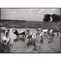   Nagyobb méret, Szendrő István fotóművészeti alkotása, szürkemarhák, szarvasmarhák a vízben, tanya, állatok, 1930-as évek. Eredeti, pecséttel jelzett fotó, papírkép, Agfa Brovira papíron. Dekorációnak,