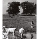 Nagyobb méret, Szendrő István fotóművészeti alkotása, szürkemarhák, szarvasmarhák a vízben, tanya, állatok, 1930-as évek. Eredeti, pecséttel jelzett fotó, papírkép, Agfa Brovira papíron. Dekorációnak,