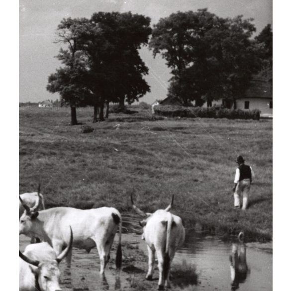 Nagyobb méret, Szendrő István fotóművészeti alkotása, szürkemarhák, szarvasmarhák a vízben, tanya, állatok, 1930-as évek. Eredeti, pecséttel jelzett fotó, papírkép, Agfa Brovira papíron. Dekorációnak,