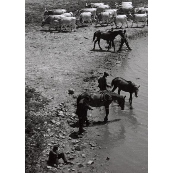 Nagyobb méret, Szendrő István fotóművészeti alkotása, állatvásár az Alföldön, állatok, lovasszekér, 1930-as évek. Eredeti, pecséttel jelzett fotó, papírkép, Agfa Brovira papíron. 