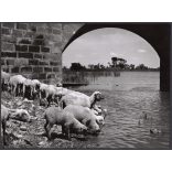 Nagyobb méret, Szendrő István fotóművészeti alkotása, birkák a hortobágyi Kilenclyukú híd lábánál, Hortobágy, Hajdú-Bihar megye, népviselet, korsó, kendő, 1930-as évek. 