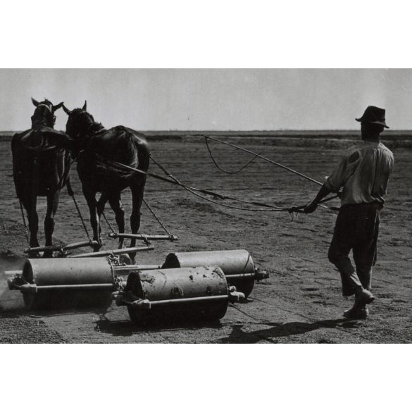 Földművelés földhengerrel, lovak, ostor, kalap, Magyarország, utcakép, Horthy-korszak, földművelés, vidék, helytörténet, 1930-as évek, Eredeti fotó, papírkép.  