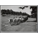 Szürkemarhák a szénásszekér előtt, Magyarország, utcakép, Horthy-korszak, állatok, kalap, helytörténet, 1930-s évek, Eredeti fotó, papírkép.   