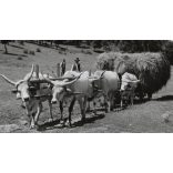 Szürkemarhák a szénásszekér előtt, Magyarország, utcakép, Horthy-korszak, állatok, kalap, helytörténet, 1930-s évek, Eredeti fotó, papírkép.   