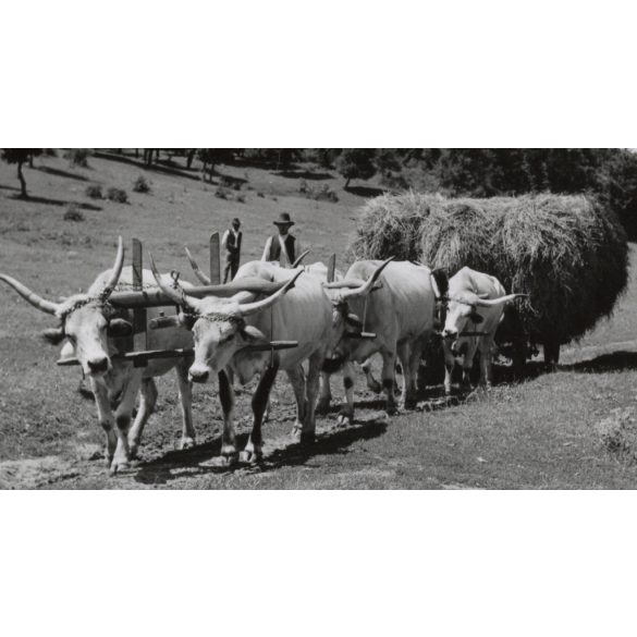 Szürkemarhák a szénásszekér előtt, Magyarország, utcakép, Horthy-korszak, állatok, kalap, helytörténet, 1930-s évek, Eredeti fotó, papírkép.   