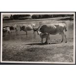 Szarvasmarhák az itatónál, Magyarország, vidék, tanya, utcakép, Horthy-korszak, állatok, tó, helytörténet, 1930-es évek, Eredeti fotó, papírkép.   