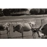 Szarvasmarhák az itatónál, Magyarország, vidék, tanya, utcakép, Horthy-korszak, állatok, tó, helytörténet, 1930-es évek, Eredeti fotó, papírkép.   