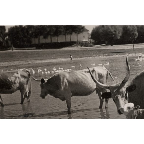 Szarvasmarhák az itatónál, Magyarország, vidék, tanya, utcakép, Horthy-korszak, állatok, tó, helytörténet, 1930-es évek, Eredeti fotó, papírkép.   