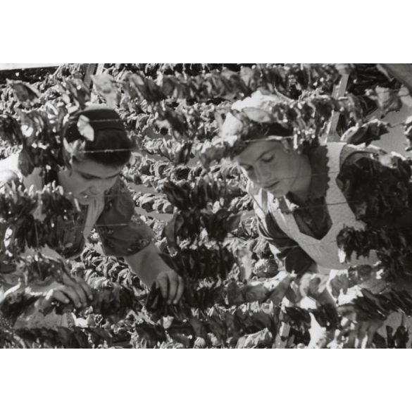 Nagyobb méret, Szendrő István fotóművészeti alkotása, szegedi paprika üzem, Szeged, Csongrád-Csanád, 1930-as évek. Eredeti, pecséttel jelzett fotó, papírkép, Agfa Brovira papíron. 