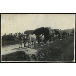   Nagyobb méret, nádat szállító ökrösszekér, szürkemarha, nádvágók, néprajz, jármű, közlekedés, Horthy-korszak, 1930-as évek, Eredeti fotó, papírkép.  