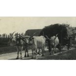 Nagyobb méret, nádat szállító ökrösszekér, szürkemarha, nádvágók, néprajz, jármű, közlekedés, Horthy-korszak, 1930-as évek, Eredeti fotó, papírkép.  