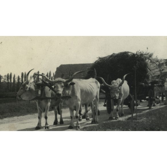 Nagyobb méret, nádat szállító ökrösszekér, szürkemarha, nádvágók, néprajz, jármű, közlekedés, Horthy-korszak, 1930-as évek, Eredeti fotó, papírkép.  