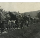 Nagyobb méret, nádat szállító ökrösszekér, szürkemarha, nádvágók, néprajz, jármű, közlekedés, Horthy-korszak, 1930-as évek, Eredeti fotó, papírkép.  