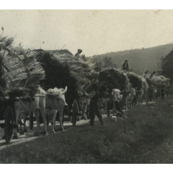 Nagyobb méret, nádat szállító ökrösszekér, szürkemarha, nádvágók, néprajz, jármű, közlekedés, Horthy-korszak, 1930-as évek, Eredeti fotó, papírkép.  