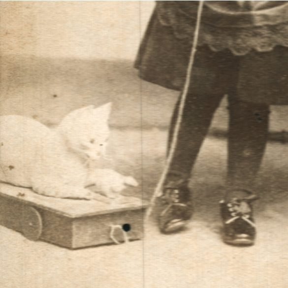 Veress Ferenc műterme, Kolozsvár, Erdély, kislány különös játék cicával, macska, 1880-as évek, Eredeti CDV, vizitkártya fotó.  