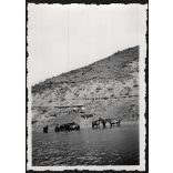 Lovak a Czegei-tónál, Erdély,  Wass birtok,   helytörténet, Horthy-korszak, 1939, 1930-es évek, Eredeti fotó, hátulján feliratozott papírkép.   