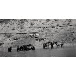 Lovak a Czegei-tónál, Erdély,  Wass birtok,   helytörténet, Horthy-korszak, 1939, 1930-es évek, Eredeti fotó, hátulján feliratozott papírkép.   