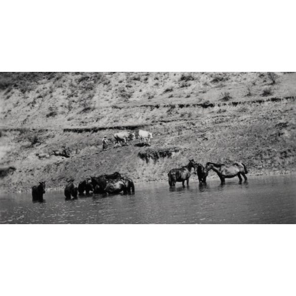 Lovak a Czegei-tónál, Erdély,  Wass birtok,   helytörténet, Horthy-korszak, 1939, 1930-es évek, Eredeti fotó, hátulján feliratozott papírkép.   