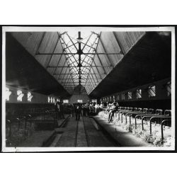   Közép-Európa első üvegtetős tehénistállója, Kisbér, méntelep, mezőgazdaság, állattenyésztés, Horthy-korszak, helytörténet, 1930-as évek, Eredeti fotó, papírkép.   