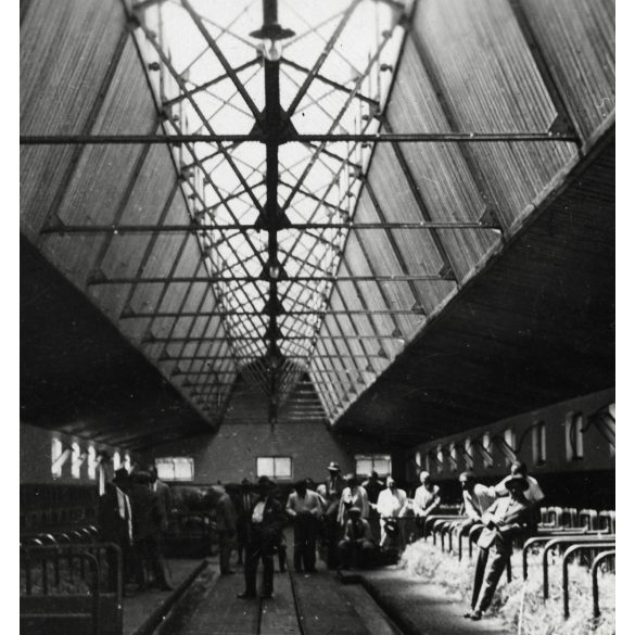 Közép-Európa első üvegtetős tehénistállója, Kisbér, méntelep, mezőgazdaság, állattenyésztés, Horthy-korszak, helytörténet, 1930-as évek, Eredeti fotó, papírkép.   