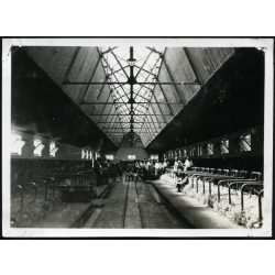   Közép-Európa első üvegtetős tehénistállója, Kisbér, méntelep, mezőgazdaság, állattenyésztés, Horthy-korszak, helytörténet, 1930-as évek, Eredeti fotó, papírkép.   