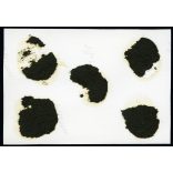 Hudson  Essex Super Six amerikai személygépkocsi magyar rendszámmal (BD 017), elegáns párok virággal, autó, jármű, közlekedés, Horthy-korszak, 1930-as évek, Eredeti fotó,  papírkép, hátulján ragasztásnyomok, sérülés.  