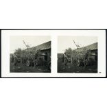 Jól álcázott német nehéztüzérség, Lengyelország, ágyú, katona, náci egyenruha, fegyver, 2. világháború, Horthy-korszak, 1939, 1930-as évek, Eredeti sztereó fotó, hátulján feliratozott gyűjteményes papírkép. 