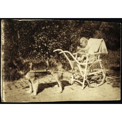   Elegáns kisfiú kutya vontatta babakocsiban, Magyaratád, különös, vicces, Somogy megye, helytörténet, monarchia, 1914, 1910-es évek. Eredeti fotó, hátulján feliratozott papírkép.  