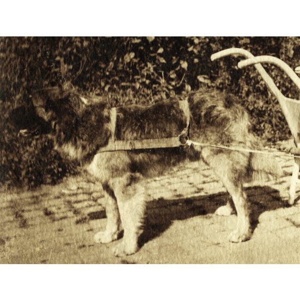 Elegáns kisfiú kutya vontatta babakocsiban, Magyaratád, különös, vicces, Somogy megye, helytörténet, monarchia, 1914, 1910-es évek. Eredeti fotó, hátulján feliratozott papírkép.  