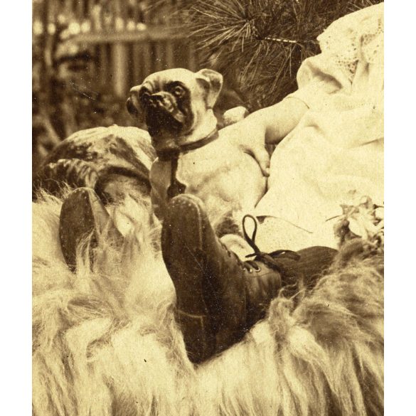 Nagyobb méret, Désakna, Erdély, elegáns kisfiú játékkutyával, néprajz, helytörténet, monarchia, 1909, 1900-as évek, Eredeti kabinetfotó, kartonra ragasztott fotó gyönyörű mélynyomott kartonon.. 